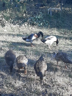 Vand schimb rate alergatoare indiene - imagine 3