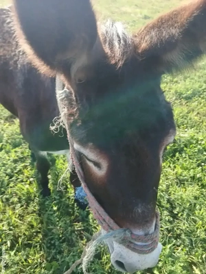 magar de vanzare  - imagine 3 magar de vanzare  - imagine 3