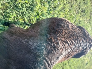 magar de vanzare  - imagine 2 magar de vanzare  - imagine 2