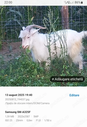 Vând țap de 1 an(alb)