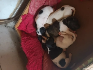 pui jack russel  - imagine 4 pui jack russel  - imagine 4