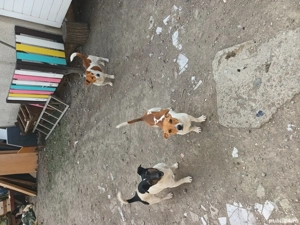 pui jack russel  - imagine 3 pui jack russel  - imagine 3