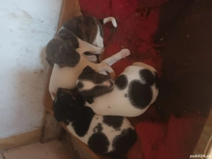 pui jack russel  - imagine 2 pui jack russel  - imagine 2