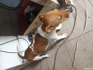 pui jack russel  - imagine 5 pui jack russel  - imagine 5