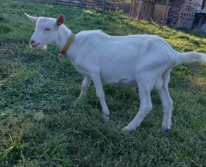 Tap saanen de vânzare - imagine 3