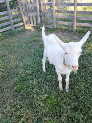 Tap saanen de vânzare - imagine 2