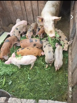 Vand purcei - imagine 2