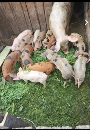 Vand purcei - imagine 3