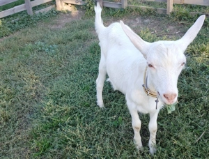 Tap saanen de vânzare - imagine 4