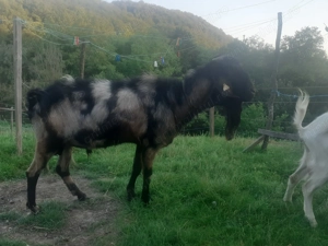 Vând  țap anglonubian  - imagine 3