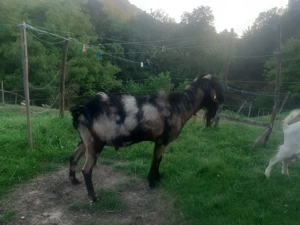 Vând  țap anglonubian  - imagine 4