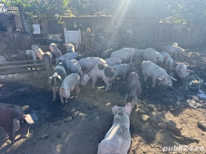 vand porci ptr craciun greutate 90-110