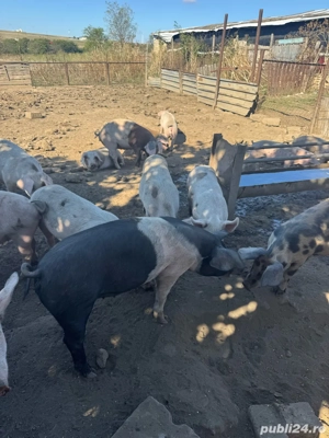 vand porci ptr craciun greutate 90-110 - imagine 3