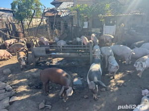 vand porci ptr craciun greutate 90-110 - imagine 2