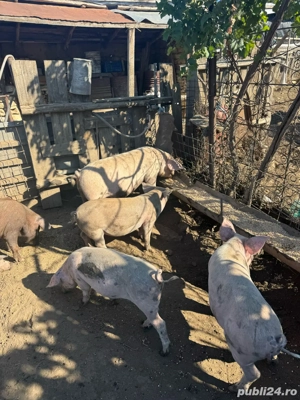 vand porci ptr craciun greutate 90-110 - imagine 5