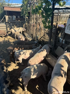 vand porci ptr craciun greutate 90-110 - imagine 4