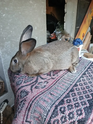 vand iepuroaică rasa