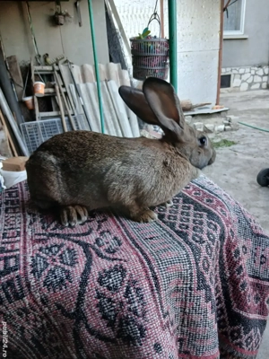 vand iepuroaică rasa - imagine 2