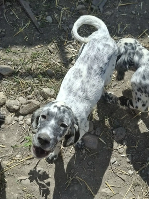 Cățelușă Setter Englez vârstă 4 luni