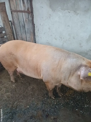 vînd  porc rasa duroc  - imagine 2 vînd  porc rasa duroc  - imagine 2