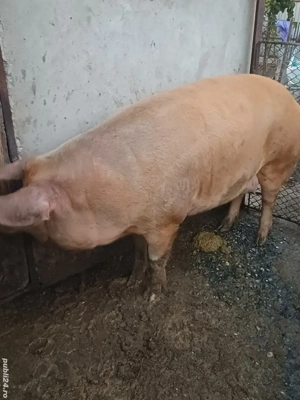 vînd  porc rasa duroc 