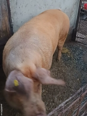 vînd  porc rasa duroc  - imagine 3 vînd  porc rasa duroc  - imagine 3