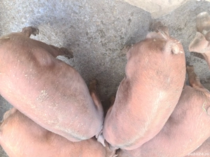 Viericasi si scrofite Duroc genetica de exceptie - imagine 3