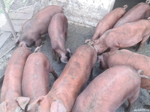 Viericasi si scrofite Duroc genetica de exceptie - imagine 2