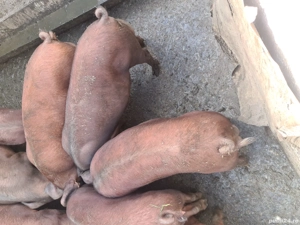 Viericasi si scrofite Duroc genetica de exceptie - imagine 4