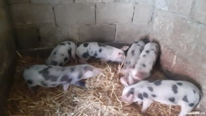 Purcei de vânzare .