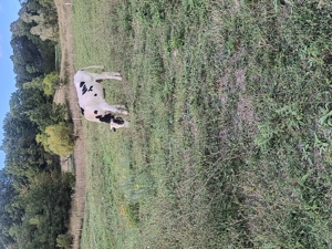 Vaca de vanzare - imagine 3