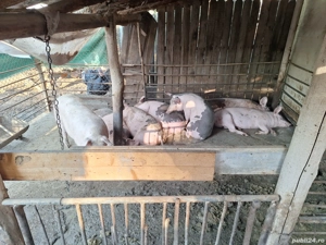 porci de rasa - imagine 2