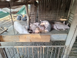 porci de rasa - imagine 3