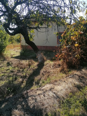 Vand casa batraneasca cu teren,in suprafata de 6000 mp,sat Viisoara,judetul Constanta - imagine 4