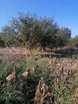 Vand casa batraneasca cu teren,in suprafata de 6000 mp,sat Viisoara,judetul Constanta - imagine 3