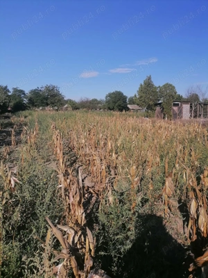 Vand casa batraneasca cu teren,in suprafata de 6000 mp,sat Viisoara,judetul Constanta - imagine 2