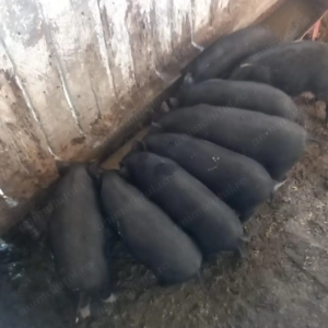 Vând porci vietnamezi - imagine 3