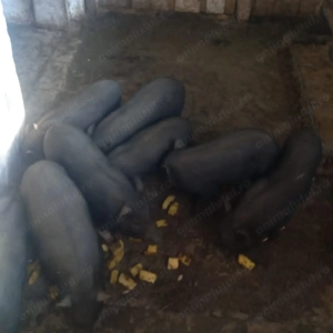 Vând porci vietnamezi - imagine 2