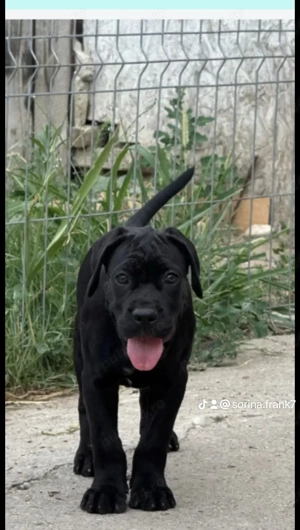 Vând Catelusa de cane corso are 2 luni și 3 săptămâni  - imagine 4