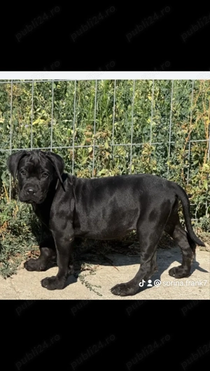 Vând Catelusa de cane corso are 2 luni și 3 săptămâni 