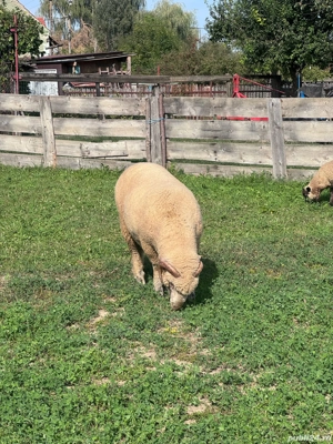 Vand berbec - imagine 2