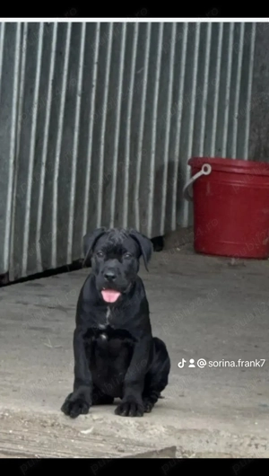 Vând Catelusa de cane corso are 2 luni și 3 săptămâni  - imagine 2