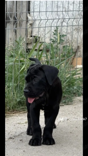 Vând Catelusa de cane corso are 2 luni și 3 săptămâni  - imagine 3