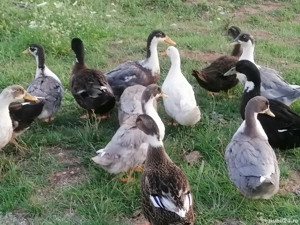 Vând rațe din Primăvară ! 