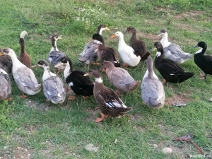 Vând rațe din Primăvară !  - imagine 2 Vând rațe din Primăvară !  - imagine 2