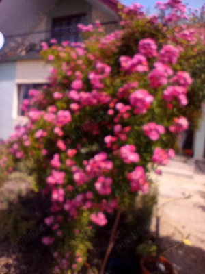 Vând trandafiri urcători - imagine 2