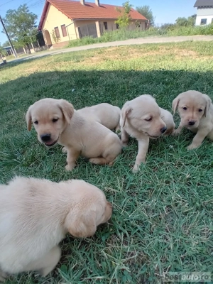 catei labrador  - imagine 3 catei labrador  - imagine 3