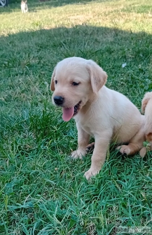 catei labrador  - imagine 2 catei labrador  - imagine 2