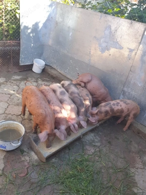 Purcei vânzare 550ron