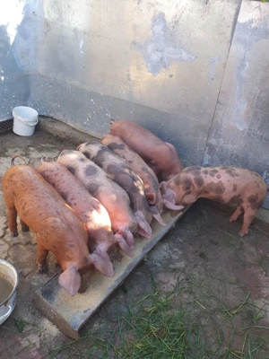 Vind purcei rasa buroc petrean - imagine 2 Vind purcei rasa buroc petrean - imagine 2